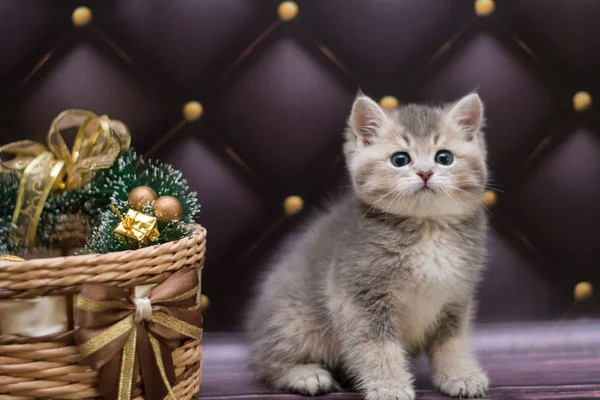 yavru kedi kedi İskoç düz, gevşek kabarık, hayvan cimcime