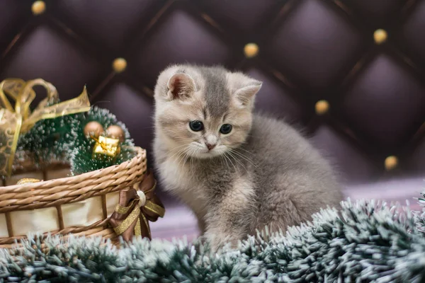 yavru kedi kedi İskoç düz, gevşek kabarık, hayvan cimcime