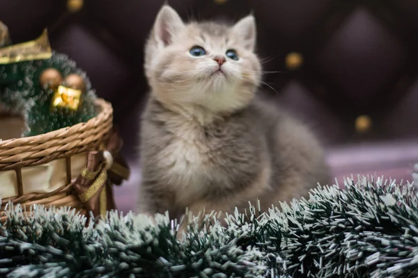 Gatinho Escocês Linha Reta Solto Fofo Animal Munchkin — Fotografia de Stock