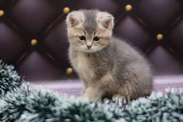 yavru kedi kedi İskoç düz, gevşek kabarık, hayvan cimcime