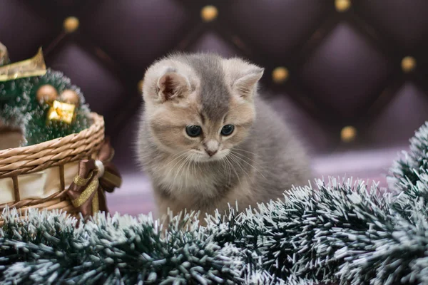 Kattunge Katt Skotska Raka Löst Fluffig Djur Munchkin — Stockfoto