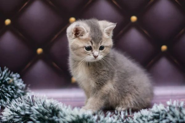 Kätzchen Katze Schottisch Gerade Locker Flauschig Tiermundstück — Stockfoto