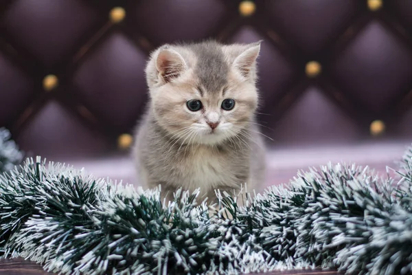 yavru kedi kedi İskoç düz, gevşek kabarık, hayvan cimcime