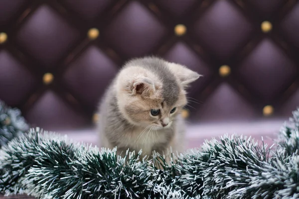 yavru kedi kedi İskoç düz, gevşek kabarık, hayvan cimcime