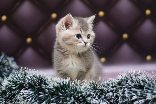 Kattunge Katt Skotska Raka Löst Fluffig Djur Munchkin — Stockfoto