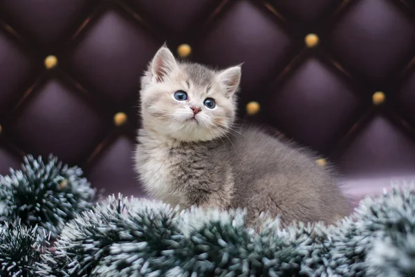 yavru kedi kedi İskoç düz, gevşek kabarık, hayvan cimcime