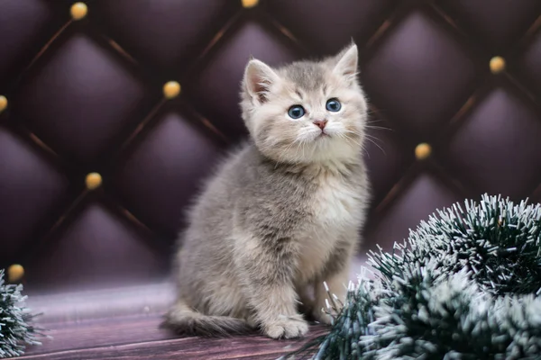 yavru kedi kedi İskoç düz, gevşek kabarık, hayvan cimcime