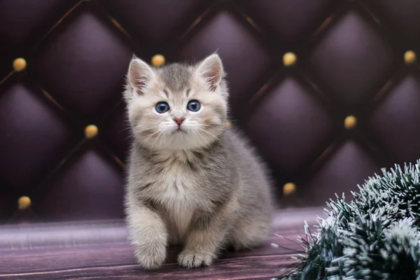 yavru kedi kedi İskoç düz, gevşek kabarık, hayvan cimcime