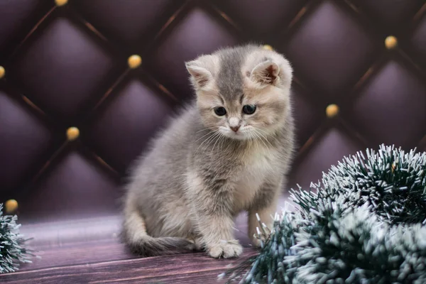 yavru kedi kedi İskoç düz, gevşek kabarık, hayvan cimcime