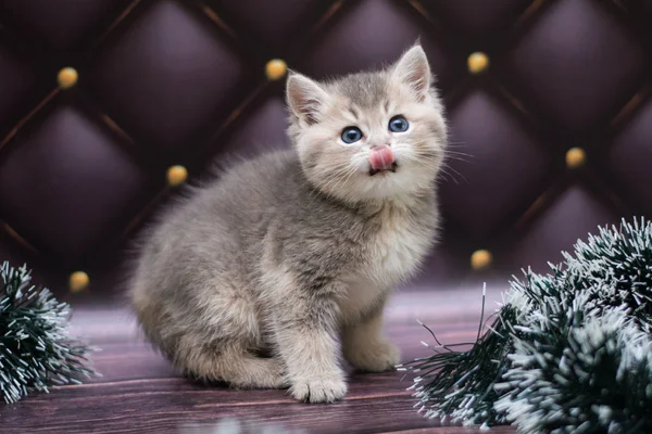 yavru kedi kedi İskoç düz, gevşek kabarık, hayvan cimcime