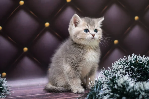 Chaton Chat Écossais Droit Moelleux Animal Munchkin — Photo