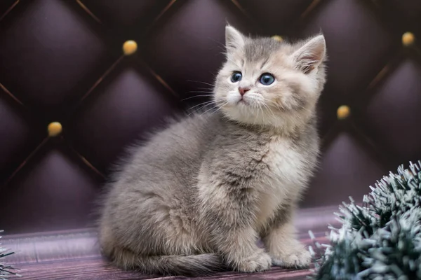 Kätzchen Katze Schottisch Gerade Locker Flauschig Tiermundstück — Stockfoto