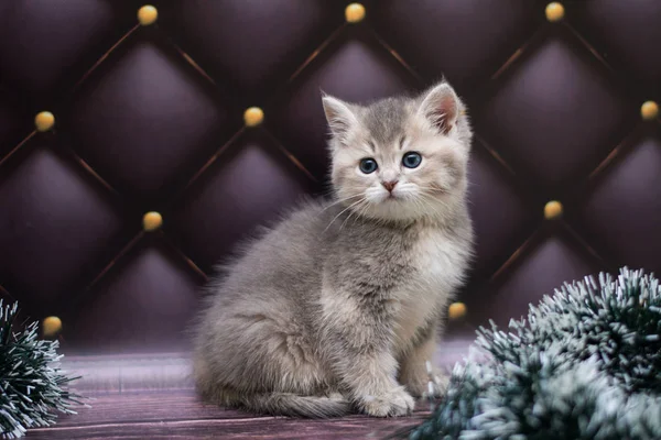 yavru kedi kedi İskoç düz, gevşek kabarık, hayvan cimcime