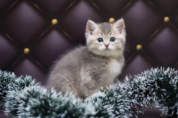 yavru kedi kedi İskoç düz, gevşek kabarık, hayvan cimcime