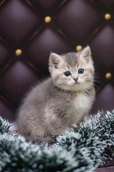 yavru kedi kedi İskoç düz, gevşek kabarık, hayvan cimcime