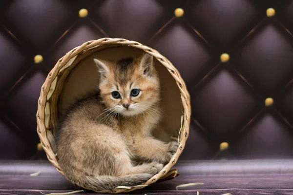 Gatito Gato Escocés Recta Suelto Mullido Animal Munchkin — Foto de Stock