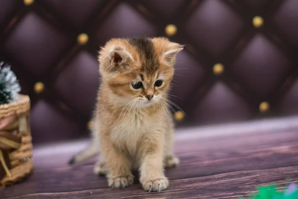 Kätzchen Katze Schottisch Gerade Locker Flauschig Tiermundstück — Stockfoto