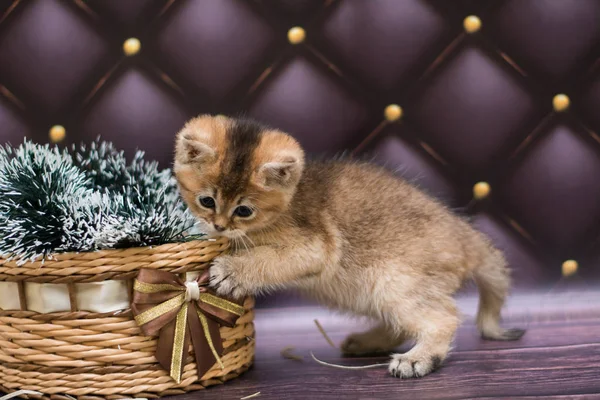Cica Macska Skót Egyenes Laza Bolyhos Állati Munchkin — Stock Fotó