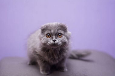 Kedi yavrusu İskoç İngiliz kedisi Burma cüce hayvanlar