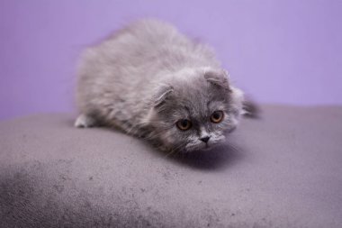 Kedi yavrusu İskoç İngiliz kedisi Burma cüce hayvanlar