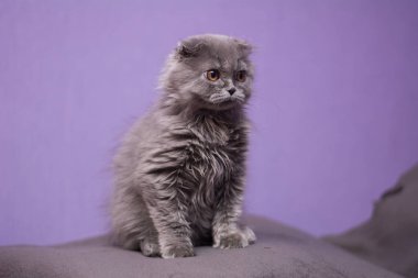 Kedi yavrusu İskoç İngiliz kedisi Burma cüce hayvanlar