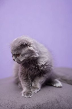 Kedi yavrusu İskoç İngiliz kedisi Burma cüce hayvanlar