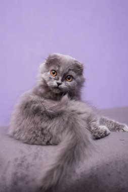 Kedi yavrusu İskoç İngiliz kedisi Burma cüce hayvanlar