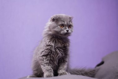 Kedi yavrusu İskoç İngiliz kedisi Burma cüce hayvanlar