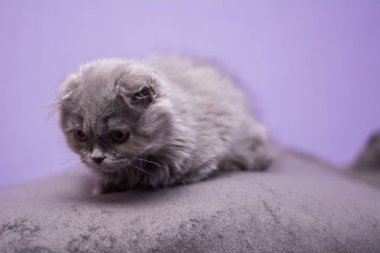 Kedi yavrusu İskoç İngiliz kedisi Burma cüce hayvanlar