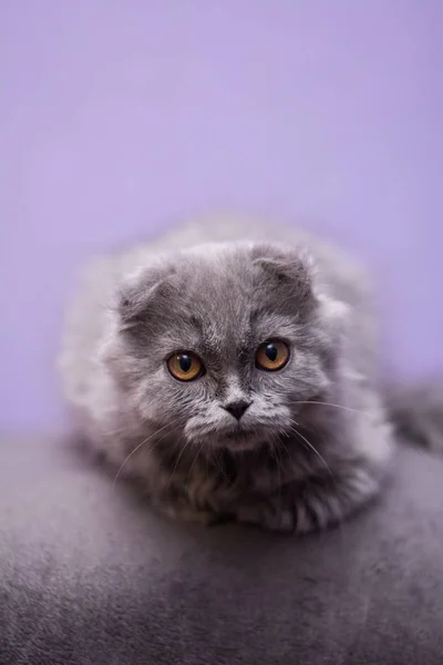 Kedi Yavrusu Skoç Ngiliz Kedisi Burma Cüce Hayvanlar — Stok fotoğraf