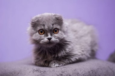 Kedi yavrusu İskoç İngiliz kedisi Burma cüce hayvanlar