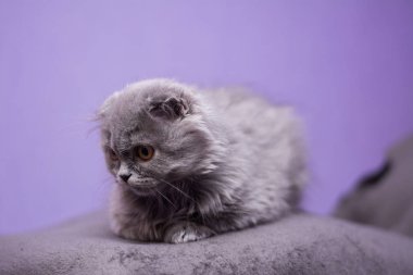 Kedi yavrusu İskoç İngiliz kedisi Burma cüce hayvanlar