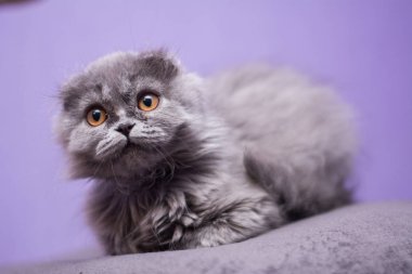 Kedi yavrusu İskoç İngiliz kedisi Burma cüce hayvanlar