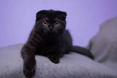 Kedi yavrusu İskoç İngiliz kedisi Burma cüce hayvanlar