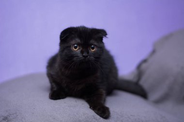 Kedi yavrusu İskoç İngiliz kedisi Burma cüce hayvanlar