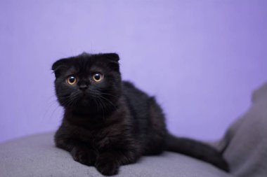 Kedi yavrusu İskoç İngiliz kedisi Burma cüce hayvanlar