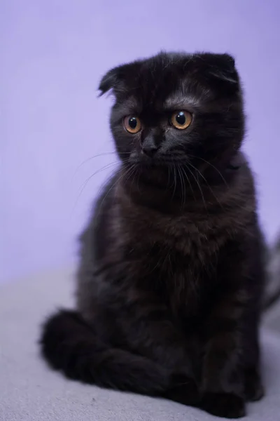 Gatinho Escocês Britânico Gato Birma Munchkin Animais — Fotografia de Stock