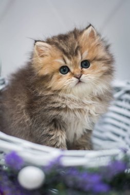 kedi İskoç İngiliz kedi burma munchkin hayvanlar siyam