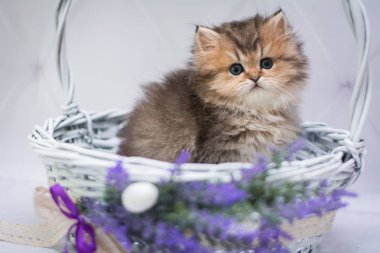 kedi İskoç İngiliz kedi burma munchkin hayvanlar siyam