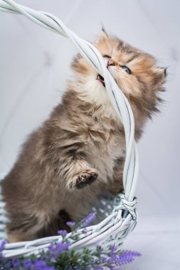 kedi İskoç İngiliz kedi burma munchkin hayvanlar siyam