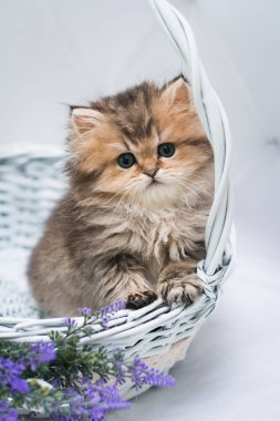 kedi İskoç İngiliz kedi burma munchkin hayvanlar siyam