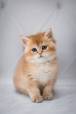 kedi İskoç İngiliz kedi burma munchkin hayvanlar siyam