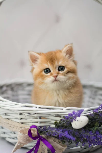 Kitten Schotse Britse Kat Birma Munchkin Dieren Siamese — Stockfoto