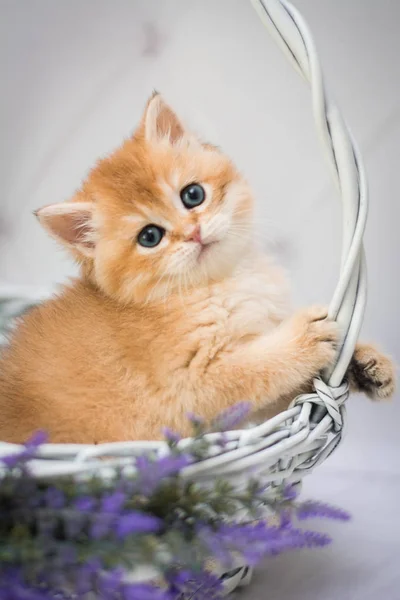 Gatito Escocés Británico Gato Birma Munchkin Animales Siamés — Foto de Stock