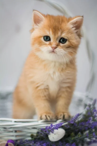 Kätzchen Schottisch Britische Katze Burma Munchkin Tiere Siam — Stockfoto