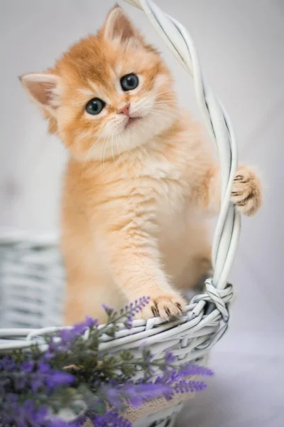 Gatinho Escocês Britânico Gato Birma Munchkin Animais Siamês — Fotografia de Stock