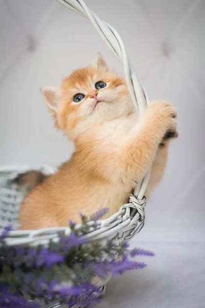 Gatinho Escocês Britânico Gato Birma Munchkin Animais Siamês — Fotografia de Stock