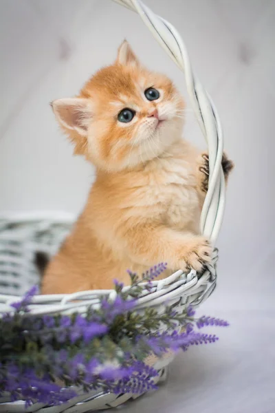 Kätzchen Schottisch Britische Katze Burma Munchkin Tiere Siam — Stockfoto