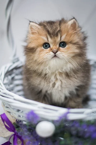 Kätzchen Schottisch Britische Katze Burma Munchkin Tiere Siam — Stockfoto