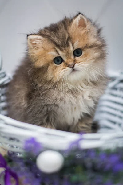 Kätzchen Schottisch Britische Katze Burma Munchkin Tiere Siam — Stockfoto